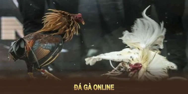 Làm Chủ Sảnh Đá Gà GA28 Tại GGWIN Với Chiến Thuật Cược Đỉnh Cao