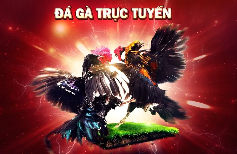 Trải Nghiệm Đỉnh Cao Đá Gà GGWIN Rinh Thưởng Khủng Đến 99 Triệu