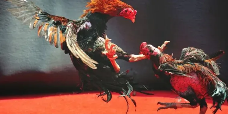 Khám Phá Cách Chơi Đá Gà WS168 GGWIN Giành Thắng Lợi Chớp Nhoáng